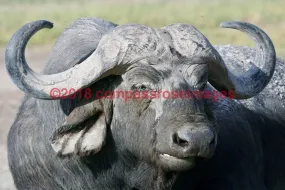 Buffalo, African 2