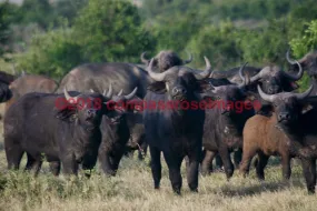 Buffalo, African 6-Metal