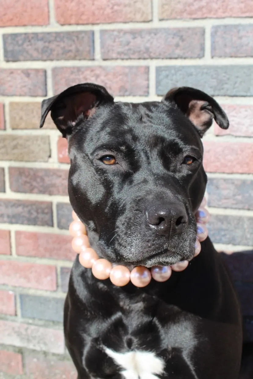 Chunky Blush Pink Pearls Acrylic Bead Collar