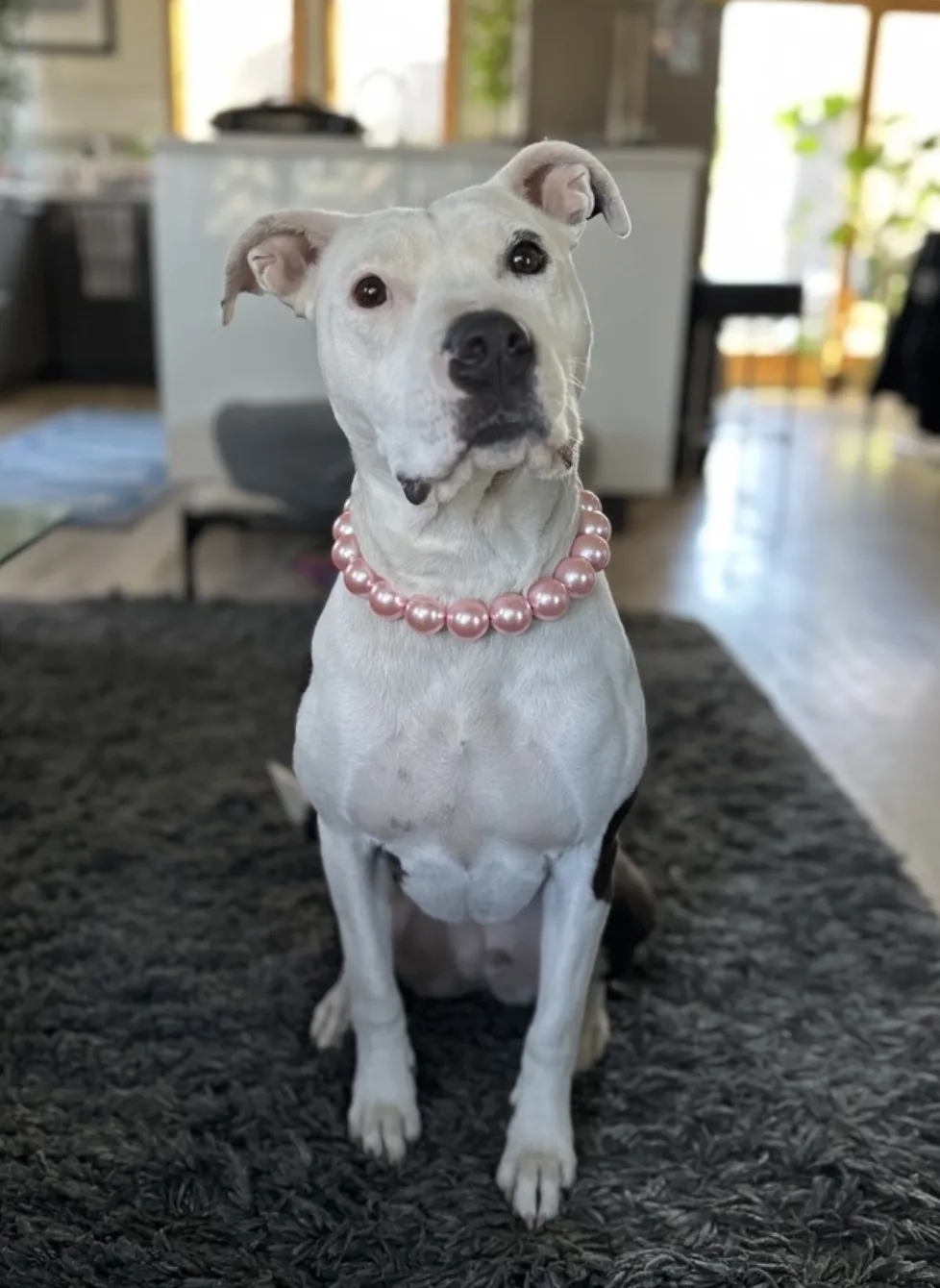 Chunky Blush Pink Pearls Acrylic Bead Collar