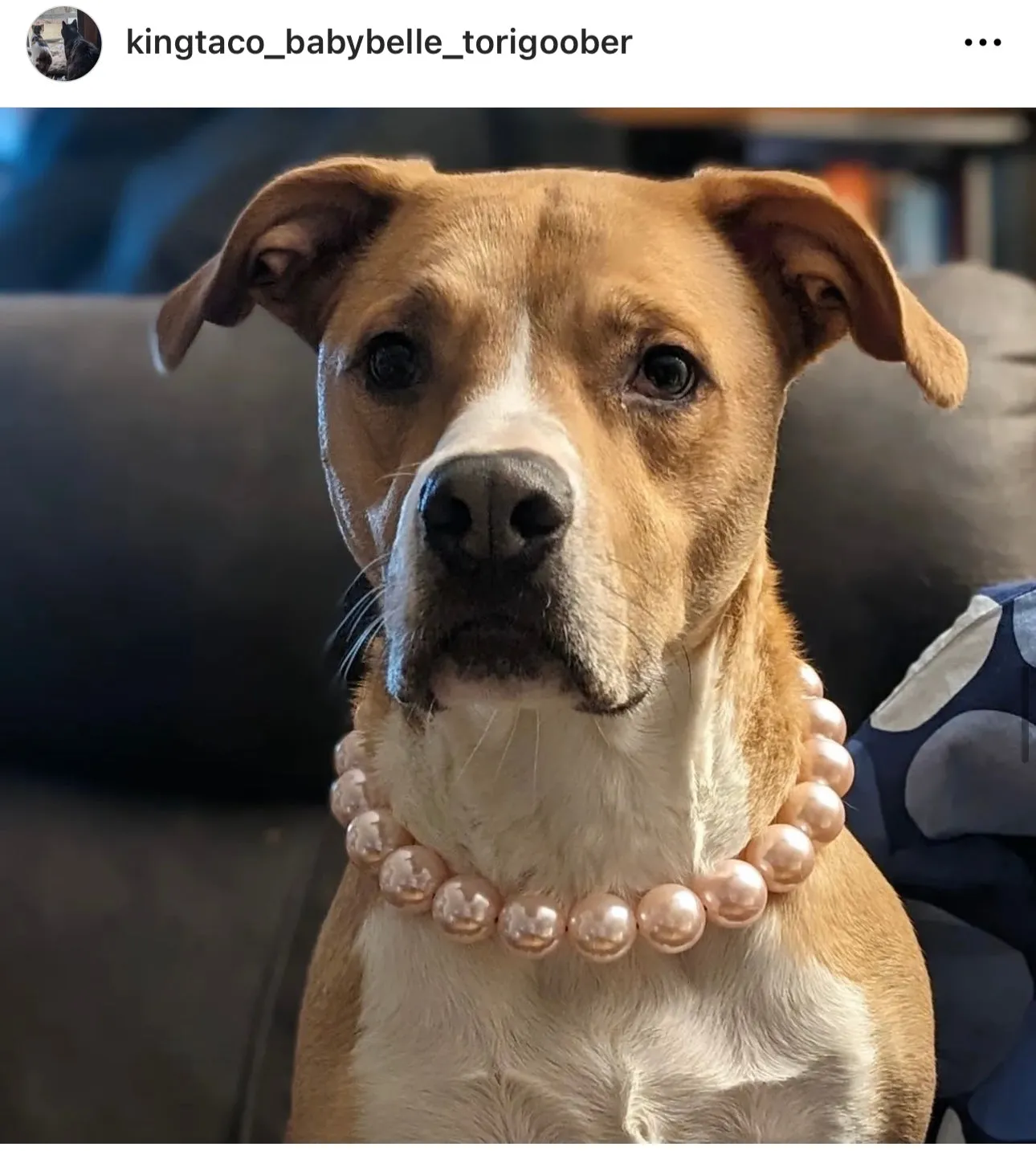 Chunky Blush Pink Pearls Acrylic Bead Collar