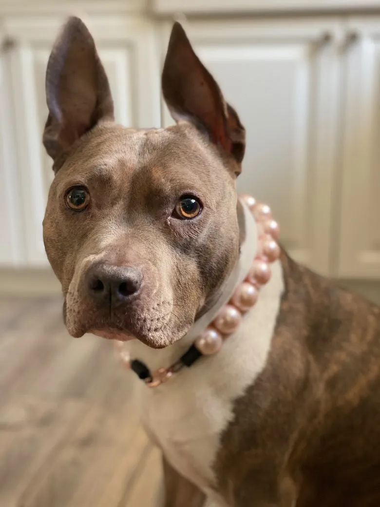Chunky Blush Pink Pearls Acrylic Bead Collar
