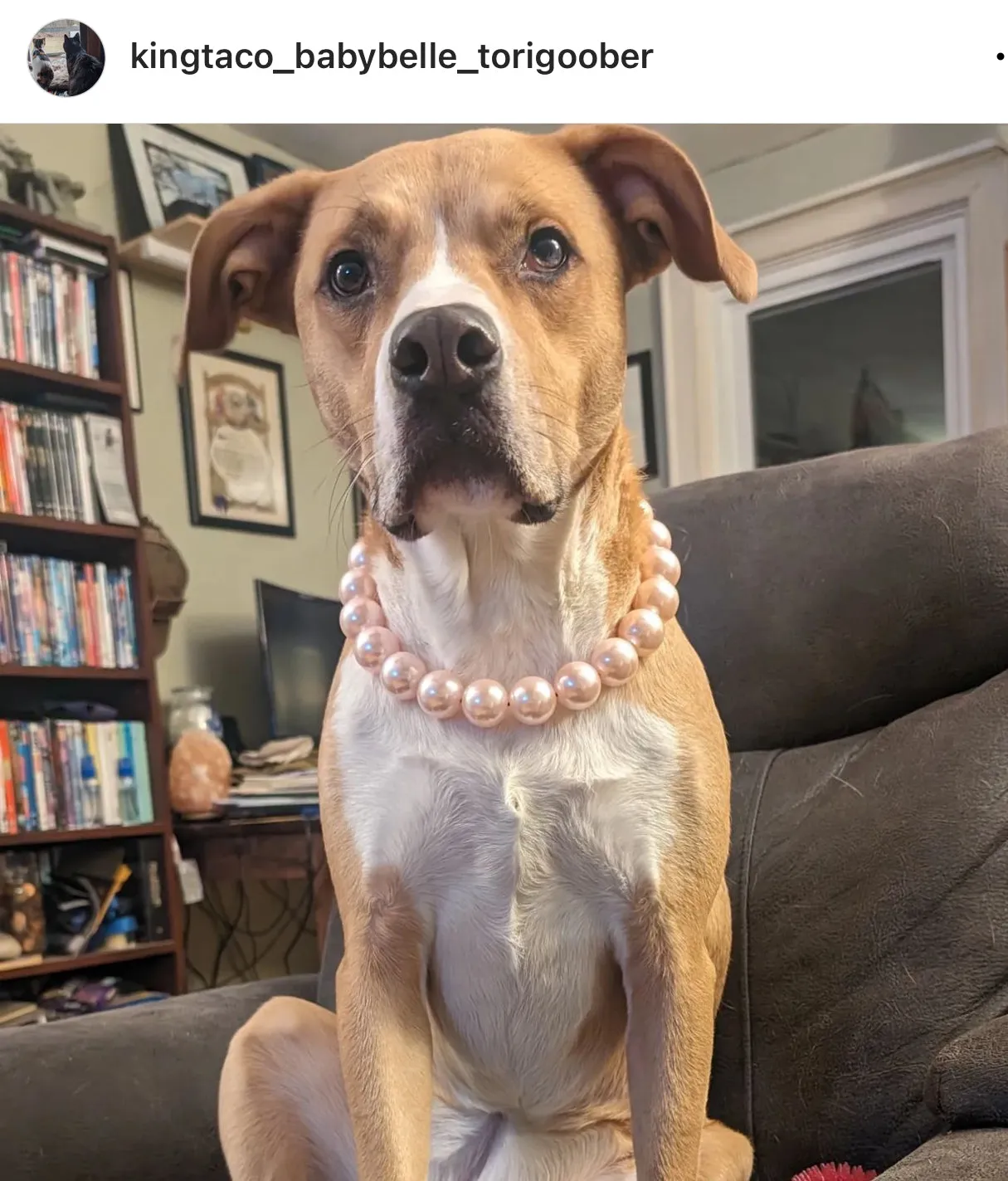 Chunky Blush Pink Pearls Acrylic Bead Collar