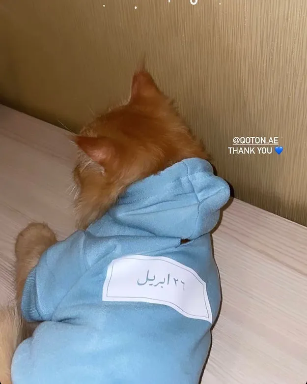 Date hoodie for pets