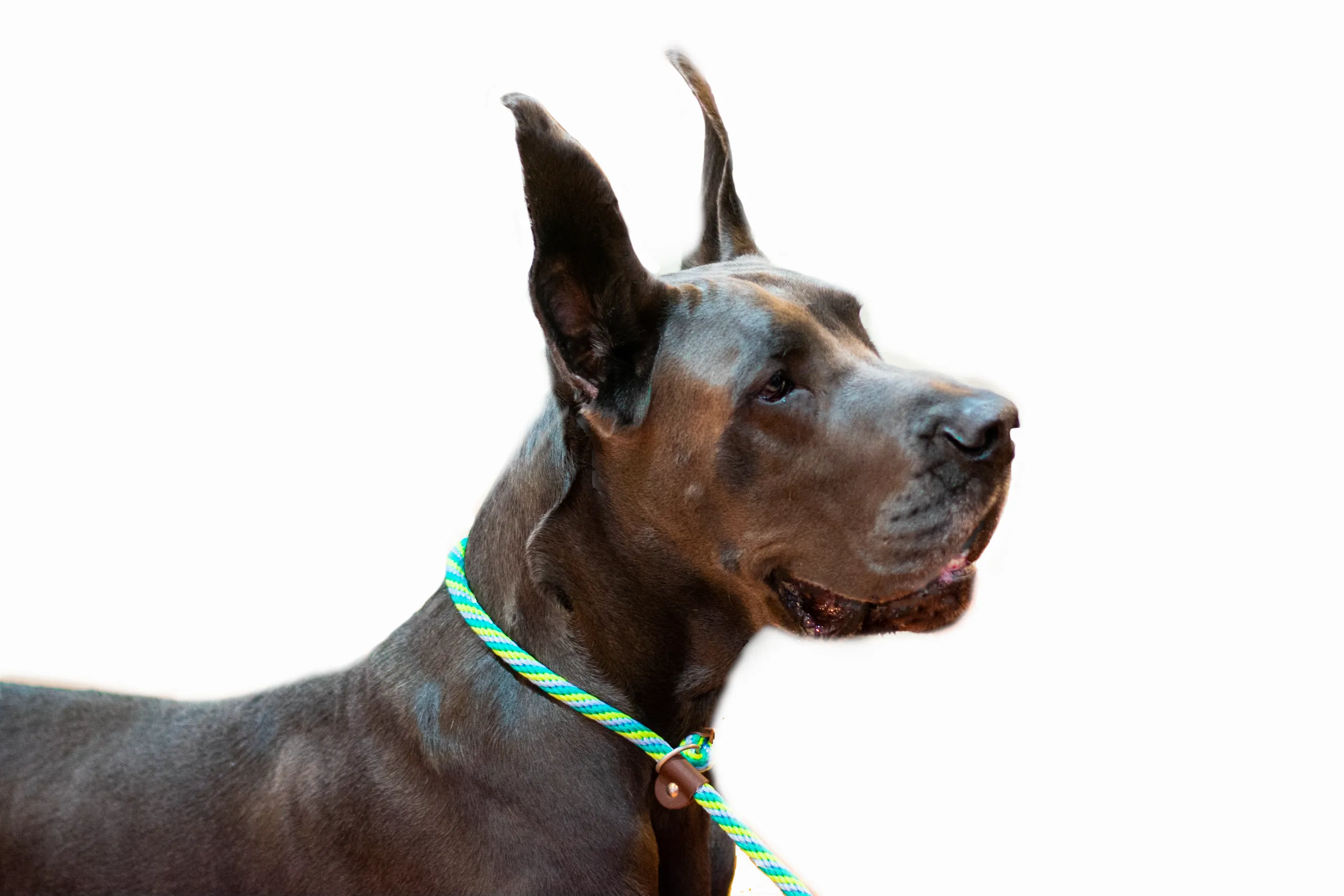 Mendota 1/2" Slip Leashes